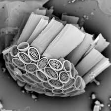 Image result for Nesaea polycephala