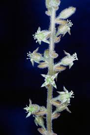 Image result for Kotschya