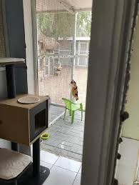 The facility for cats only serving in san francisco, san mateo county. Pet Hotel Home Pet Boarding In Dubai Khawaneej Al Khawaneej Desert Oasis Cat Resort Dubai Petbacker Dubai