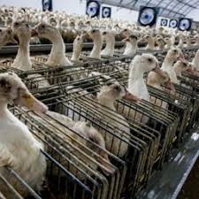This is a list of the deadliest animals to humans worldwide, measured by the number of humans killed per year. Why Factory Farming Is The Largest Cause Of Animal Abuse In History Animal Equality International Animal Protection Organization