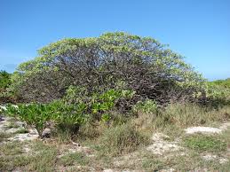 Image result for Eustachys paspaloides