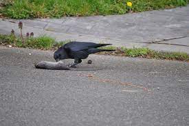 Check spelling or type a new query. Crow Curiosities What Do Crows Eat