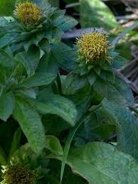 Image result for Pentanema