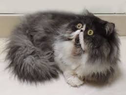 Pin On Exotic Shorthair Cats