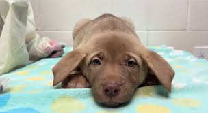 Abandoned pets surged 78% in 2023, says Utah shelter