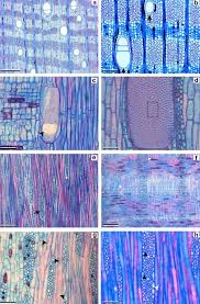 Image result for Ficus pseudomangifera