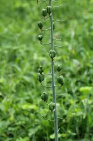 Image result for Dipcadi