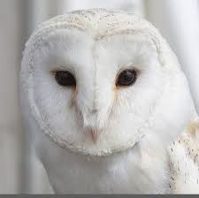 Kumpulan gambar hitam putih bw untuk diwarnai sumber : Burung Hantu Putih Burung Burunghantu Owl Whiteowl Burung Hantu Barn Owl Burung Hantu Boneka Burung Hantu