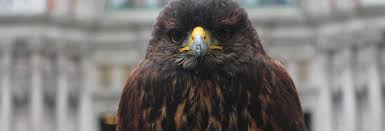 Pest control for your business. Pest Control The Hawking Centre