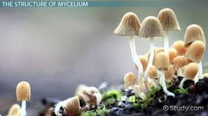 Fungus, any of about 144,000 known species of organisms of the kingdom fungi, including yeasts fungi are some of the most widely distributed organisms on earth and are of great environmental and. What Is Mycelium Definition Function Video Lesson Transcript Study Com