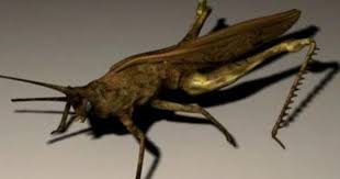 Free 3d Model Download This Cicada Locust Grasshopper 3d Model For Noncommercial Use At The3dstudio Com Please Rate The M 3d Model Grasshopper 3d Cicada