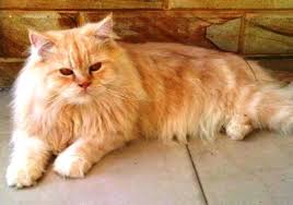 Kucing persia medium di indonesia. Daftar Harga Kucing Persia Untuk Semua Jenis Dan Usia Yoadit Com