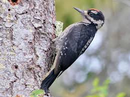 Pileated woodpeckers are usually found only in forested areas, but can sometimes be seen at backyard birdfeeders near a woodlot. Woodpeckers In Indiana Daily Birder