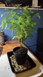 Choose from our selection of bonsai tree gifts to send again. Bought Myself My First Tree A Norfolk Pine Bought It From A Walgreens Coved In Crappy Ornaments And Glitter Still Having Trouble Getting The Glitter Off But I Thought I Would Give