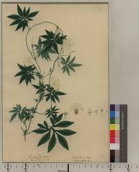 Image result for Ipomoea tuberculata