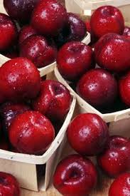 Pollinate with other japanese variety. Satsuma Plum Trees For Sale Plum Tree Delicious Fruit Ground Cherry