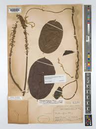 Image result for Macropsychanthus