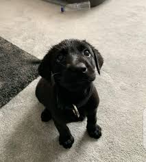 Check spelling or type a new query. Labrador Puppies For Adoption Near Me Posts Facebook