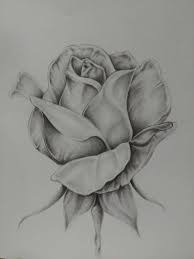 Rose Print In 2021 Pencil Drawings Of Flowers Roses Drawing Rose Drawing