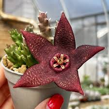 Image result for Stapelia