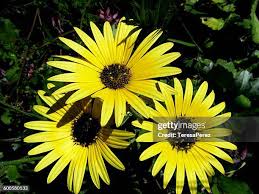 Image result for Arctotheca