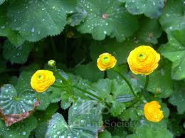 Image result for Ranunculus acris