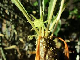 Image result for Dorstenia schliebenii