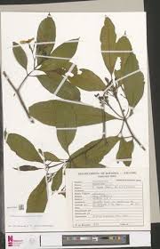 Image result for Tabernaemontana brachyantha