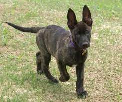 Dutch Shepherd What Kona Looked Like As A Puppy Yep Had To Grow Into Those Ears Dutch Shepherd Puppy Dutch Shepherd Dog Shepherd Puppies