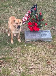 Every day, this sweet dog returned to the same place in the Maysville  Cemetery, quietly keeping watch beside a gravestone that reads Kenneth  Bramel, 1945–2025.