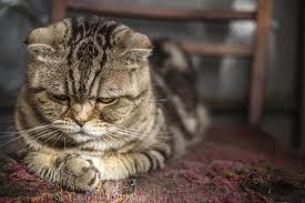 Kedi Ve Kopeklerde Hipertansiyon Hakkinda Bilinmeyenler Kalbimdeki Patiler Kedi Esprileri Kopek Kedi