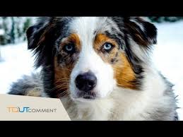 Le Berger Australien Tout Ce Qu Il Faut Savoir Youtube