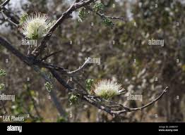 Image result for Combretum mossambicense