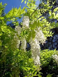 Image result for Wisteria sinensis