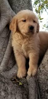 Golden Retriever Puppies For Sale Miami Fl 300048