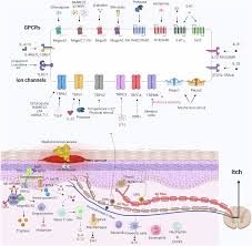 Molecular and cellular mechanisms of itch sensation and the anti-itch drug  targets | Acta Pharmacologica Sinica