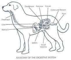 Digestive Anatomy And Physiology The Carnivorous Red Wolf From North Carolina Vs The Omnivorous Globally Distributed Red Fox
