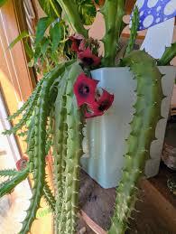 Image result for Huernia