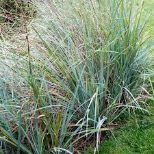 Image result for Carex sp.no.1
