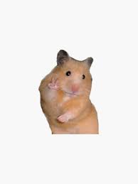 Staring hamster is a reaction image macro of a hamster looking directly at the camera. Hamster Picture 835 1000 Jpg College Student Flushes Hamster Down Toilet After Spirit How To Write A Check