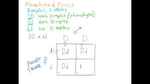 A =able to roll a= not able. Biology As If It Mattered Chapter 11 Mendelian Genetics