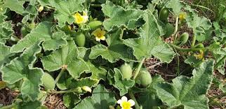 Image result for Cucumis prophetarum