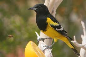 Birds Of Southeast Texas Scott S Oriole Not All Orioles Are Orange This One Is Bright Yellow And Black Saw This Species In Arizona And T Bird Life List Beautiful Birds Bird Photo