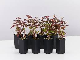 • it is approximately a third the height of the common form and its deep burgundy colour is a real stand. Little Ruby Plant Enjoy The Burgundy Foliage Of The Little Ruby Plants In A Box