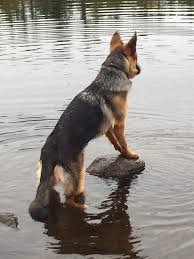 Cobain great german shepherd he is smart, loyal, smart, and goofy. Gsd Breeder Associates Wanted In Maine Fleischerheim German Shepherds For Sale