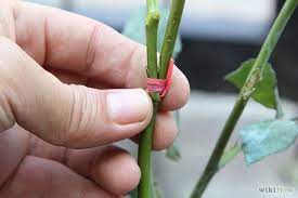 Maybe you would like to learn more about one of these? How To Graft Roses Grafting Roses Rose Grafting Grafting Plants