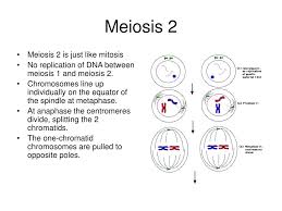 (note that real fruit flies have eight chromosomes and many more. In What Phase Of Mitosis Does The Centromeres Divide