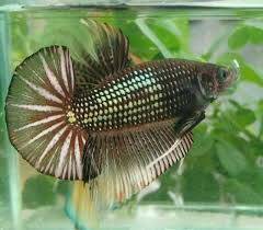 Jenis ini juga sangat cocok untuk dijadikan sebagai ikan aduan karena bentuk tubuhnya yang jauh lebih besar dari ikan cupang biasanya. Ikan Cupang Cooper Hobi Mancing