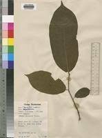 Image result for Pycnanthus angolensis