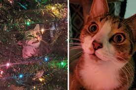 Maybe you would like to learn more about one of these? Cats That Love Christmas Lights More Than You Ever Will